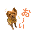 ヨークシャテリアのかわいいスタンプ2（個別スタンプ：1）