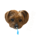 ヨークシャテリアのかわいいスタンプ2（個別スタンプ：13）