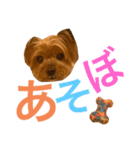 ヨークシャテリアのかわいいスタンプ2（個別スタンプ：19）