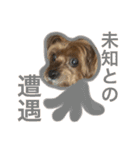ヨークシャテリアのかわいいスタンプ2（個別スタンプ：29）