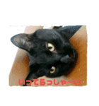 ブラックキャットスタンプ（個別スタンプ：4）