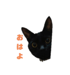 ブラックキャットスタンプ（個別スタンプ：5）