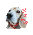 喜怒哀楽の激しい犬様との日常part3（個別スタンプ：1）