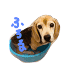 喜怒哀楽の激しい犬様との日常part3（個別スタンプ：2）