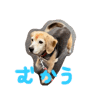 喜怒哀楽の激しい犬様との日常part3（個別スタンプ：3）
