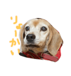 喜怒哀楽の激しい犬様との日常part3（個別スタンプ：4）