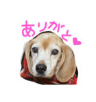 喜怒哀楽の激しい犬様との日常part3（個別スタンプ：5）