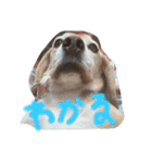 喜怒哀楽の激しい犬様との日常part3（個別スタンプ：6）