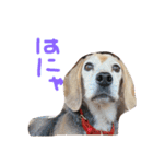 喜怒哀楽の激しい犬様との日常part3（個別スタンプ：7）