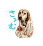 喜怒哀楽の激しい犬様との日常part3（個別スタンプ：8）