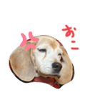 喜怒哀楽の激しい犬様との日常part3（個別スタンプ：9）
