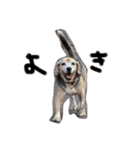 喜怒哀楽の激しい犬様との日常part3（個別スタンプ：10）
