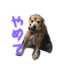 喜怒哀楽の激しい犬様との日常part3（個別スタンプ：11）