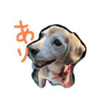 喜怒哀楽の激しい犬様との日常part3（個別スタンプ：12）