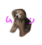 喜怒哀楽の激しい犬様との日常part3（個別スタンプ：13）