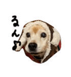 喜怒哀楽の激しい犬様との日常part3（個別スタンプ：14）