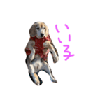 喜怒哀楽の激しい犬様との日常part3（個別スタンプ：15）