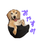 喜怒哀楽の激しい犬様との日常part3（個別スタンプ：16）