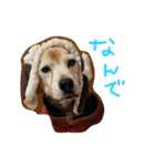 喜怒哀楽の激しい犬様との日常part3（個別スタンプ：17）