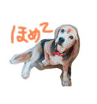 喜怒哀楽の激しい犬様との日常part3（個別スタンプ：20）
