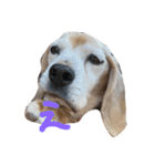 喜怒哀楽の激しい犬様との日常part3（個別スタンプ：21）