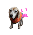 喜怒哀楽の激しい犬様との日常part3（個別スタンプ：22）