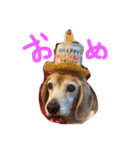 喜怒哀楽の激しい犬様との日常part3（個別スタンプ：24）