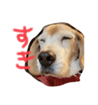 喜怒哀楽の激しい犬様との日常part3（個別スタンプ：27）