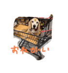 喜怒哀楽の激しい犬様との日常part3（個別スタンプ：30）