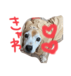 喜怒哀楽の激しい犬様との日常part3（個別スタンプ：31）