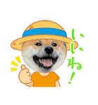 柴犬ふう太のLINEスタンプ（個別スタンプ：1）