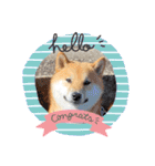 柴犬ふう太のLINEスタンプ（個別スタンプ：3）