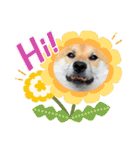 柴犬ふう太のLINEスタンプ（個別スタンプ：4）