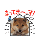 柴犬ふう太のLINEスタンプ（個別スタンプ：7）