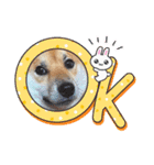 柴犬ふう太のLINEスタンプ（個別スタンプ：8）