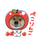 柴犬ふう太のLINEスタンプ（個別スタンプ：9）