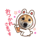 柴犬ふう太のLINEスタンプ（個別スタンプ：12）