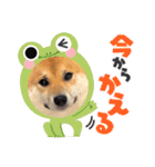 柴犬ふう太のLINEスタンプ（個別スタンプ：13）