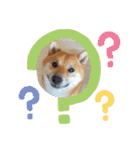 柴犬ふう太のLINEスタンプ（個別スタンプ：15）