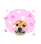 柴犬ふう太のLINEスタンプ（個別スタンプ：18）