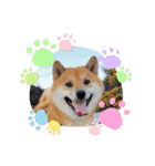 柴犬ふう太のLINEスタンプ（個別スタンプ：20）