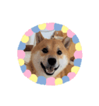 柴犬ふう太のLINEスタンプ（個別スタンプ：21）