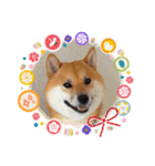 柴犬ふう太のLINEスタンプ（個別スタンプ：24）