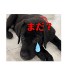 清家の三姉妹（個別スタンプ：9）