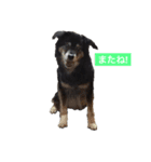 オリーブの保護犬応援スタンプ（個別スタンプ：2）