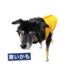 オリーブの保護犬応援スタンプ（個別スタンプ：7）