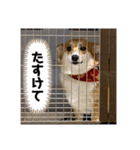 くうもこ4（個別スタンプ：15）