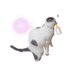 牛柄猫のみー（個別スタンプ：2）