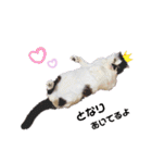 牛柄猫のみー（個別スタンプ：4）