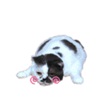 牛柄猫のみー（個別スタンプ：6）